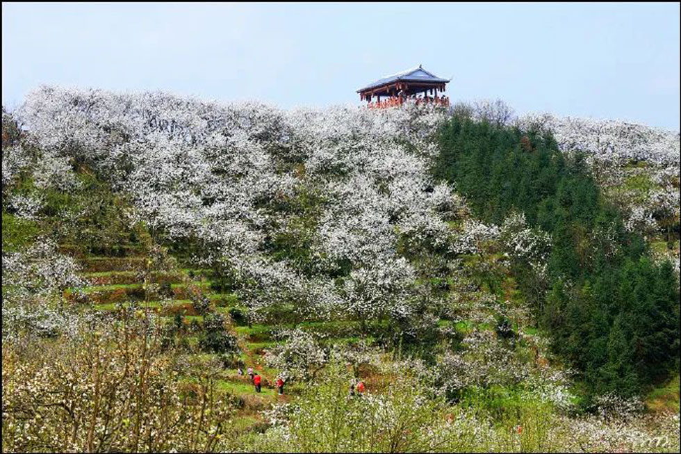 【春天，广西桂林灌阳县向您发出邀请！】我们在灌阳看梨花 - 游山玩水 - 安阳生活社区 - 安阳28生活网 ay.28life.net