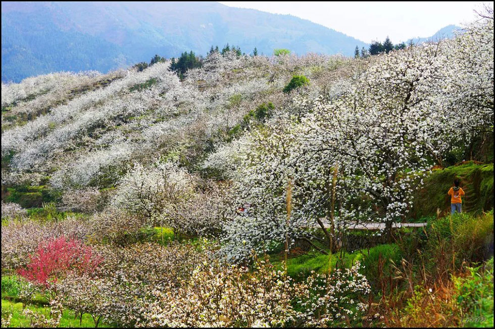 【春天，广西桂林灌阳县向您发出邀请！】我们在灌阳看梨花 - 游山玩水 - 安阳生活社区 - 安阳28生活网 ay.28life.net