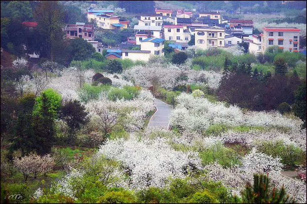 【春天，广西桂林灌阳县向您发出邀请！】我们在灌阳看梨花 - 游山玩水 - 安阳生活社区 - 安阳28生活网 ay.28life.net