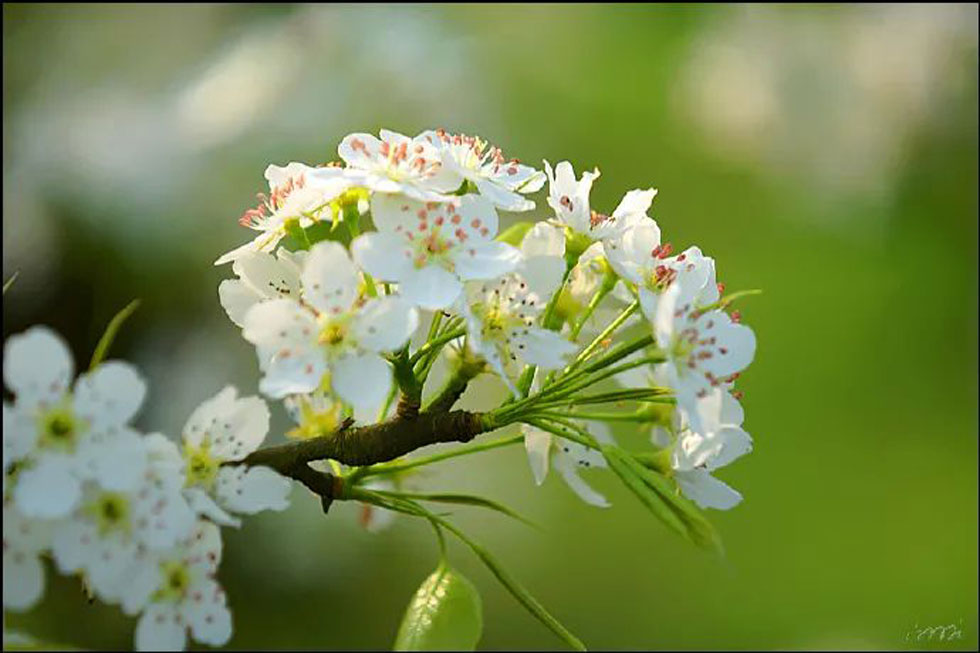 【春天，广西桂林灌阳县向您发出邀请！】我们在灌阳看梨花 - 游山玩水 - 安阳生活社区 - 安阳28生活网 ay.28life.net