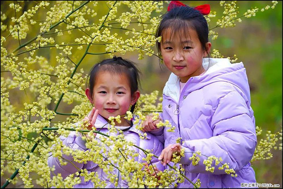 【春天，广西桂林灌阳县向您发出邀请！】米珠山前有片山苍子花在飘香 - 游山玩水 - 安阳生活社区 - 安阳28生活网 ay.28life.net