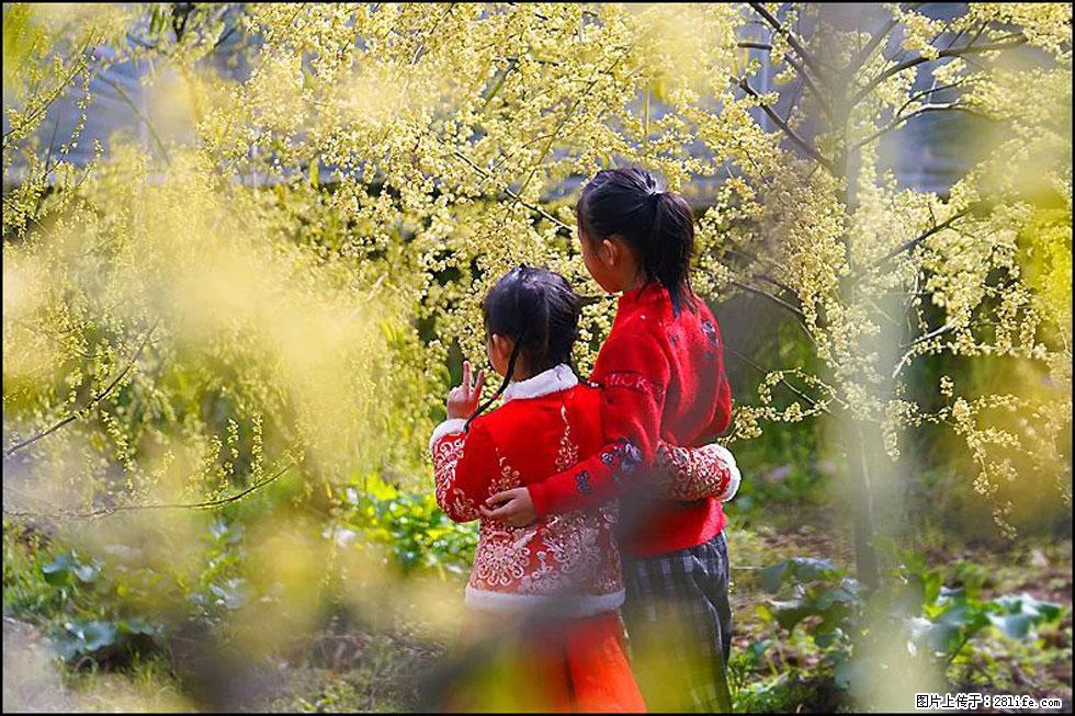 【春天，广西桂林灌阳县向您发出邀请！】米珠山前有片山苍子花在飘香 - 游山玩水 - 安阳生活社区 - 安阳28生活网 ay.28life.net