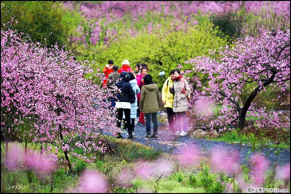 【春天，广西桂林灌阳县向您发出邀请！】官庄村有个醉美的桃花园 - 游山玩水 - 安阳生活社区 - 安阳28生活网 ay.28life.net