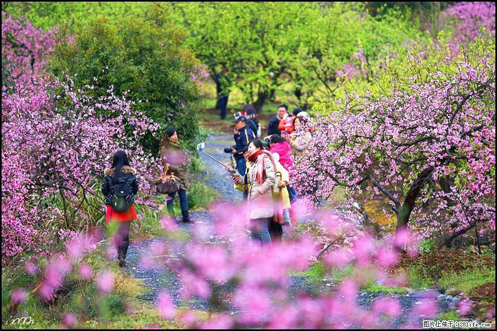【春天，广西桂林灌阳县向您发出邀请！】官庄村有个醉美的桃花园 - 游山玩水 - 安阳生活社区 - 安阳28生活网 ay.28life.net
