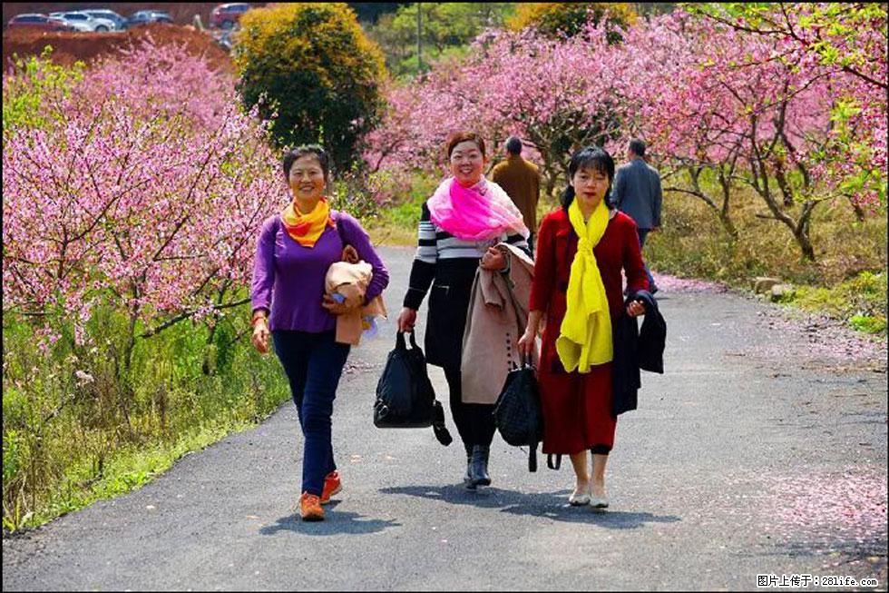 【春天，广西桂林灌阳县向您发出邀请！】官庄村有个醉美的桃花园 - 游山玩水 - 安阳生活社区 - 安阳28生活网 ay.28life.net