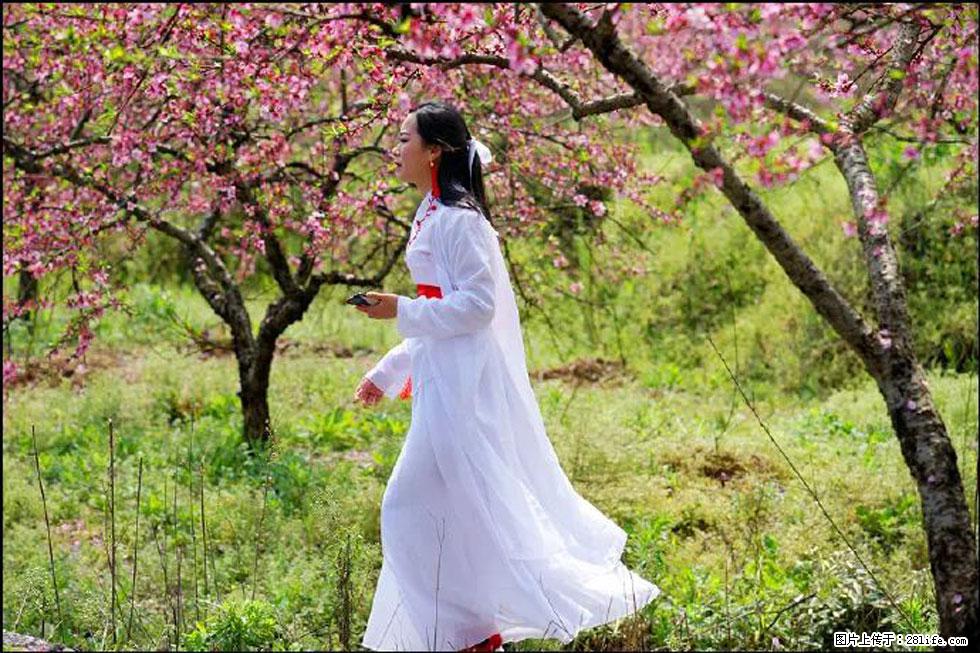 【春天，广西桂林灌阳县向您发出邀请！】官庄村有个醉美的桃花园 - 游山玩水 - 安阳生活社区 - 安阳28生活网 ay.28life.net