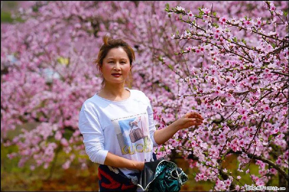 【春天，广西桂林灌阳县向您发出邀请！】官庄村有个醉美的桃花园 - 游山玩水 - 安阳生活社区 - 安阳28生活网 ay.28life.net