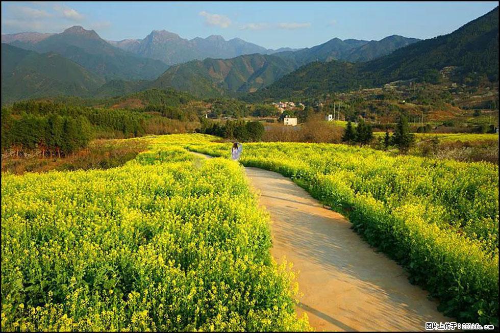【春天，广西桂林灌阳县向您发出邀请！】长坪村油菜盛情花开 - 游山玩水 - 安阳生活社区 - 安阳28生活网 ay.28life.net