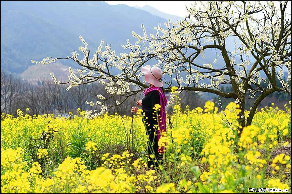 【春天，广西桂林灌阳县向您发出邀请！】长坪村油菜盛情花开 - 游山玩水 - 安阳生活社区 - 安阳28生活网 ay.28life.net
