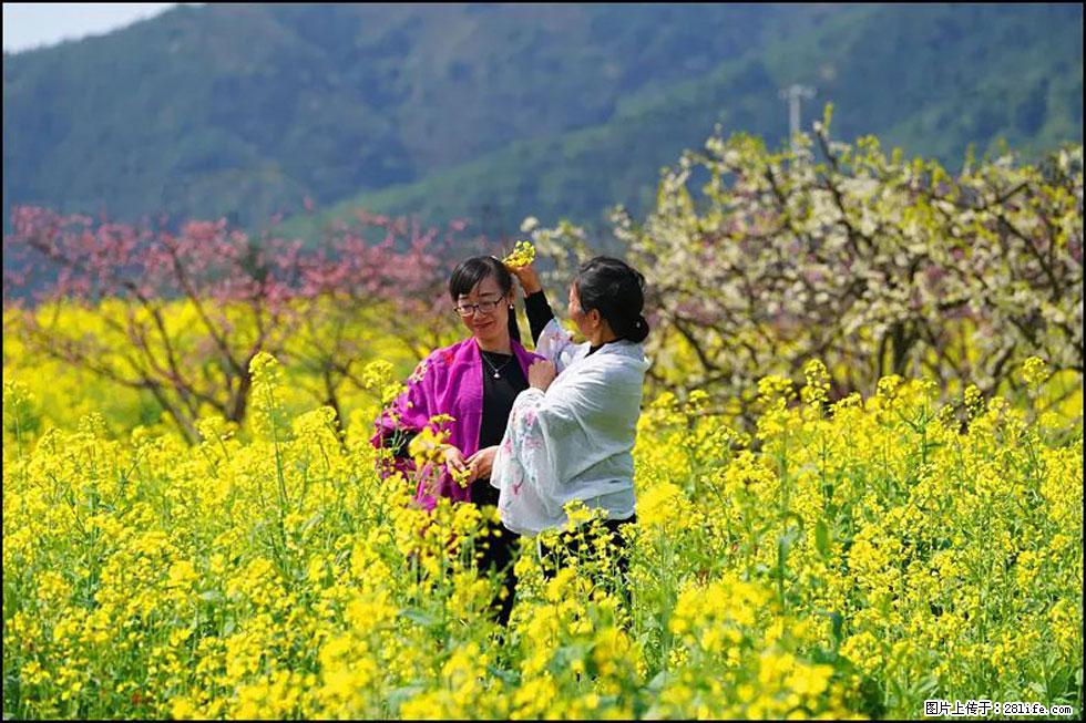 【春天，广西桂林灌阳县向您发出邀请！】长坪村油菜盛情花开 - 游山玩水 - 安阳生活社区 - 安阳28生活网 ay.28life.net