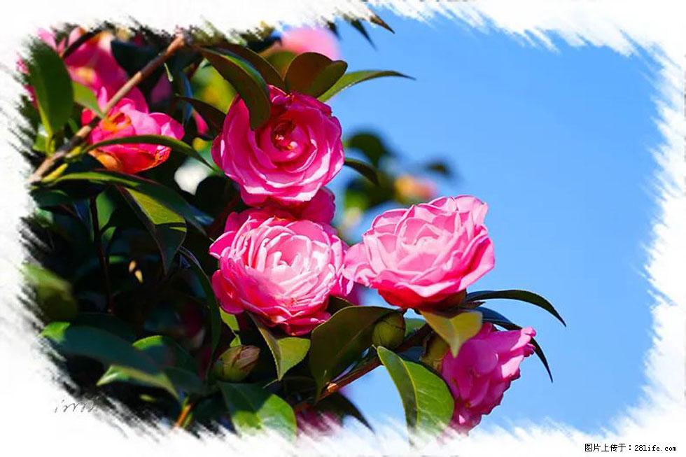 【春天，广西桂林灌阳县向您发出邀请！】杨柳井茶花惹人爱 - 游山玩水 - 安阳生活社区 - 安阳28生活网 ay.28life.net