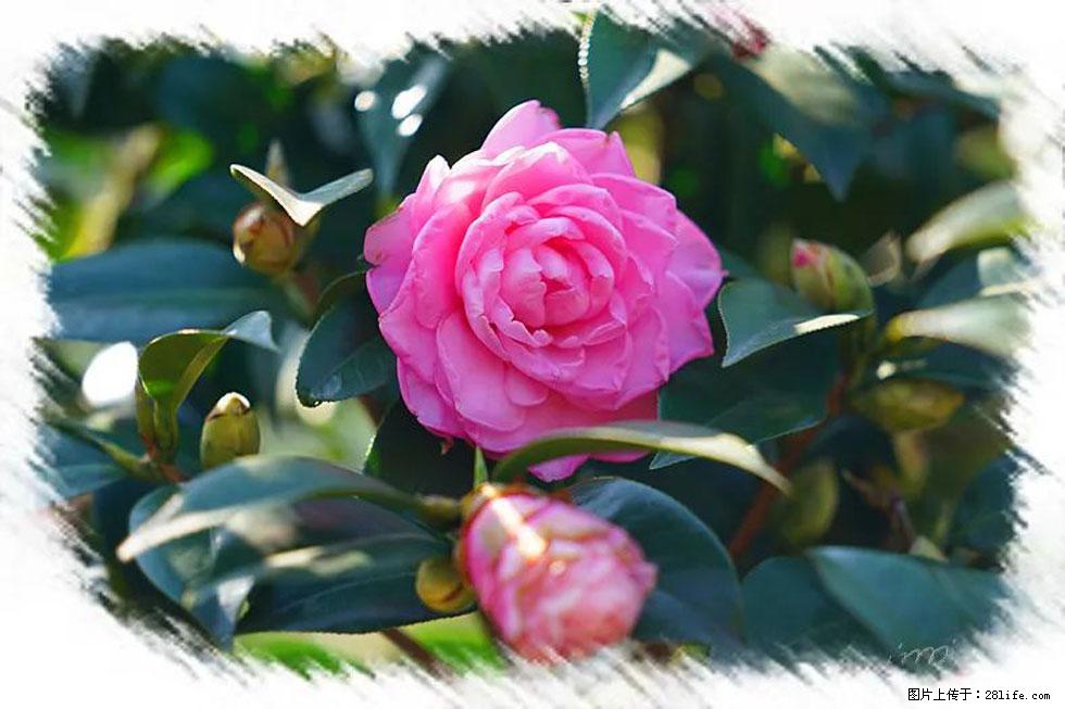 【春天，广西桂林灌阳县向您发出邀请！】杨柳井茶花惹人爱 - 游山玩水 - 安阳生活社区 - 安阳28生活网 ay.28life.net