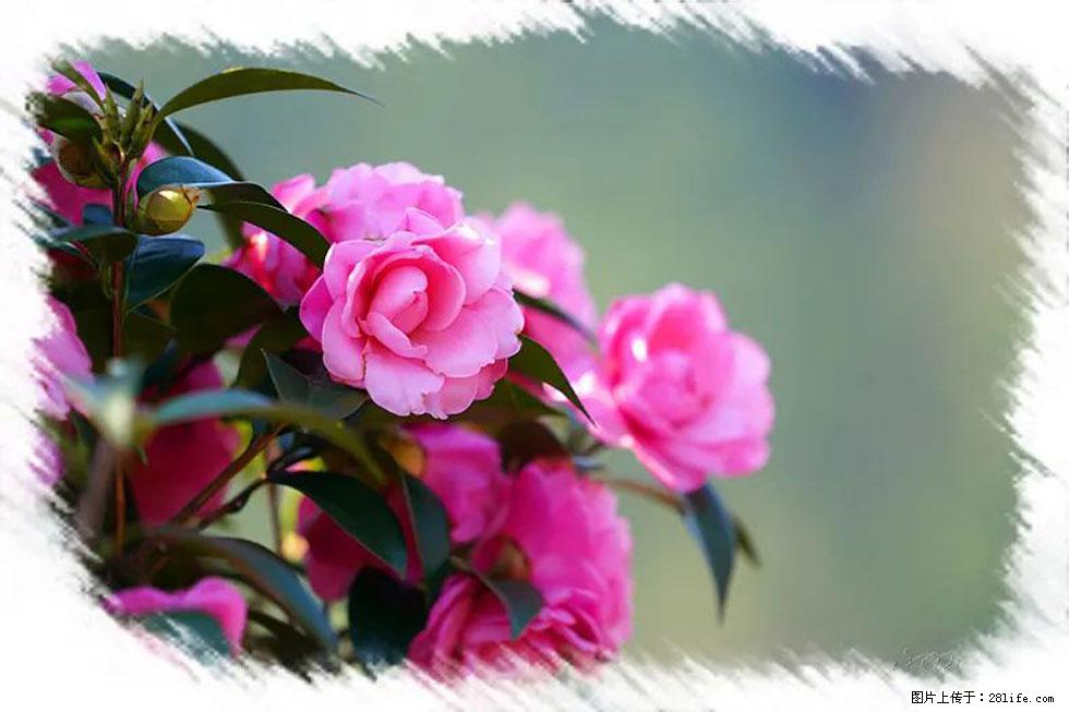 【春天，广西桂林灌阳县向您发出邀请！】杨柳井茶花惹人爱 - 游山玩水 - 安阳生活社区 - 安阳28生活网 ay.28life.net
