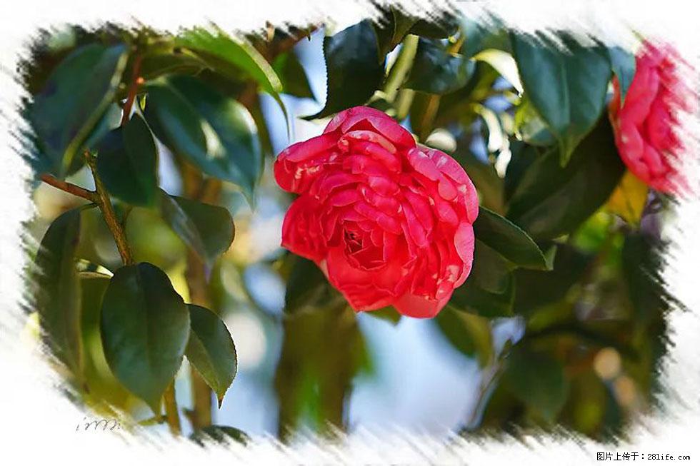 【春天，广西桂林灌阳县向您发出邀请！】杨柳井茶花惹人爱 - 游山玩水 - 安阳生活社区 - 安阳28生活网 ay.28life.net