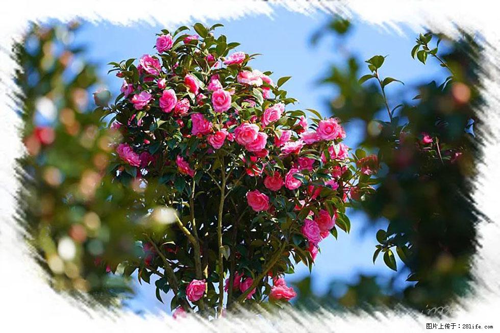 【春天，广西桂林灌阳县向您发出邀请！】杨柳井茶花惹人爱 - 游山玩水 - 安阳生活社区 - 安阳28生活网 ay.28life.net