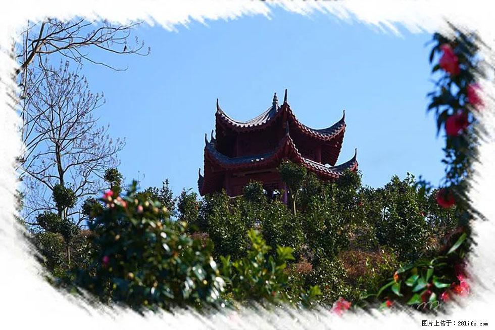 【春天，广西桂林灌阳县向您发出邀请！】杨柳井茶花惹人爱 - 游山玩水 - 安阳生活社区 - 安阳28生活网 ay.28life.net