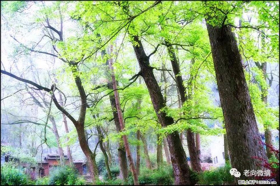 【春天，广西桂林灌阳县向您发出邀请！】在小龙村与春天约会 - 游山玩水 - 安阳生活社区 - 安阳28生活网 ay.28life.net