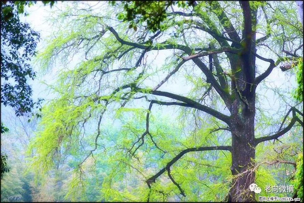 【春天，广西桂林灌阳县向您发出邀请！】在小龙村与春天约会 - 游山玩水 - 安阳生活社区 - 安阳28生活网 ay.28life.net