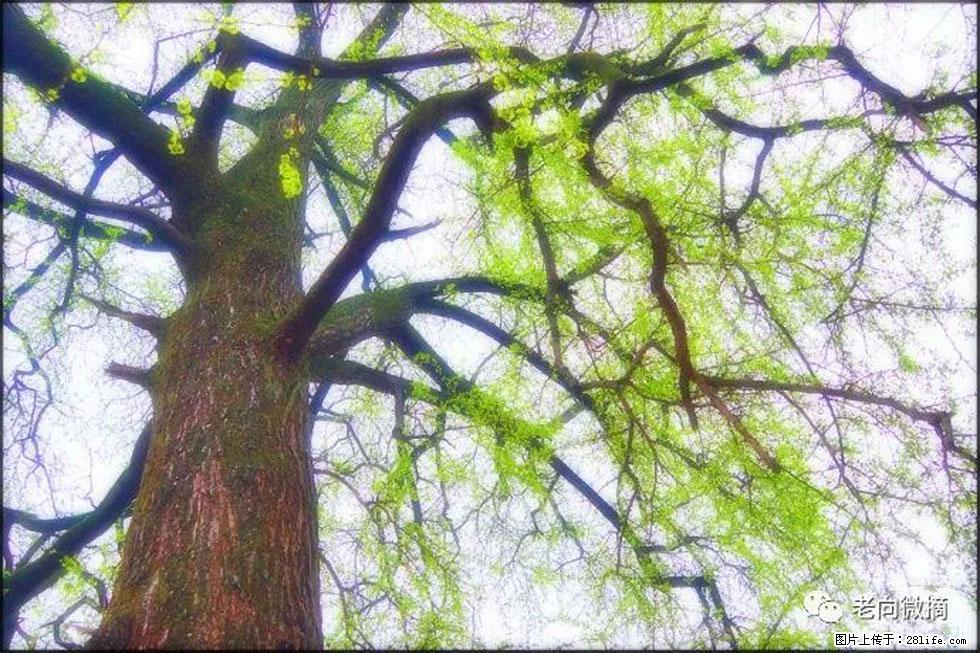 【春天，广西桂林灌阳县向您发出邀请！】在小龙村与春天约会 - 游山玩水 - 安阳生活社区 - 安阳28生活网 ay.28life.net