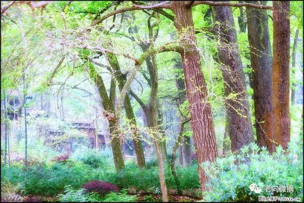 【春天，广西桂林灌阳县向您发出邀请！】在小龙村与春天约会 - 游山玩水 - 安阳生活社区 - 安阳28生活网 ay.28life.net