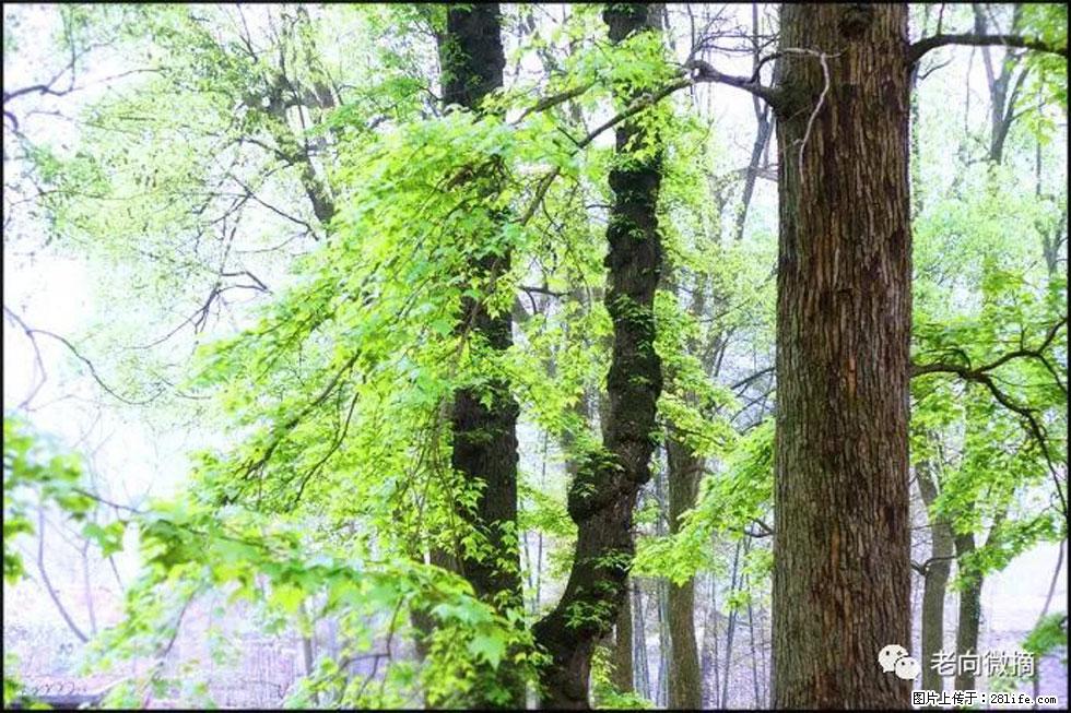 【春天，广西桂林灌阳县向您发出邀请！】在小龙村与春天约会 - 游山玩水 - 安阳生活社区 - 安阳28生活网 ay.28life.net