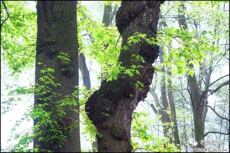 【春天，广西桂林灌阳县向您发出邀请！】在小龙村与春天约会 - 游山玩水 - 安阳生活社区 - 安阳28生活网 ay.28life.net