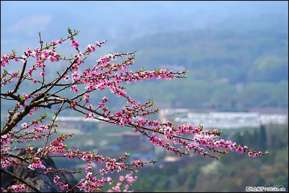 【春天，广西桂林灌阳县向您发出邀请！】望月岭上桃花开 - 游山玩水 - 安阳生活社区 - 安阳28生活网 ay.28life.net