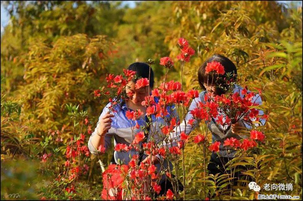 【春天，广西桂林灌阳县向您发出邀请！】登麒麟山，相约映山红 - 游山玩水 - 安阳生活社区 - 安阳28生活网 ay.28life.net