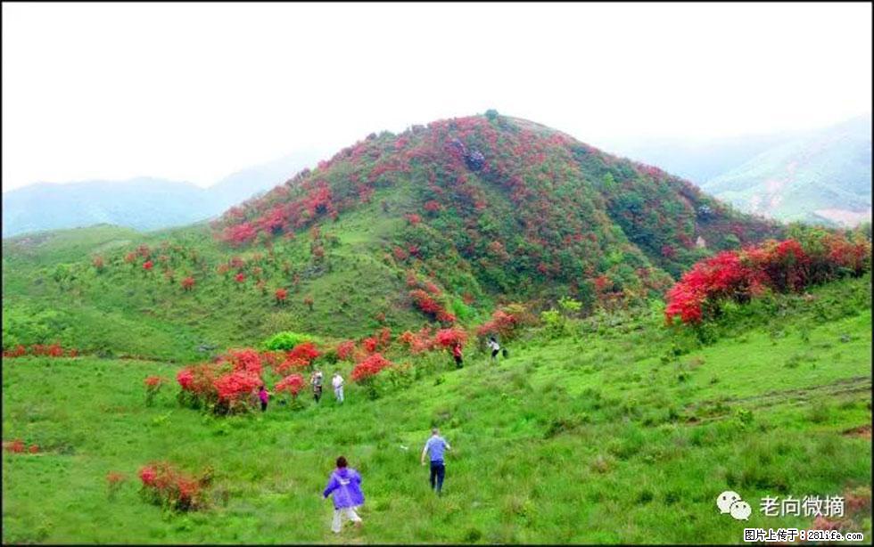 【春天，广西桂林灌阳县向您发出邀请！】宝盖山上映山红 - 游山玩水 - 安阳生活社区 - 安阳28生活网 ay.28life.net