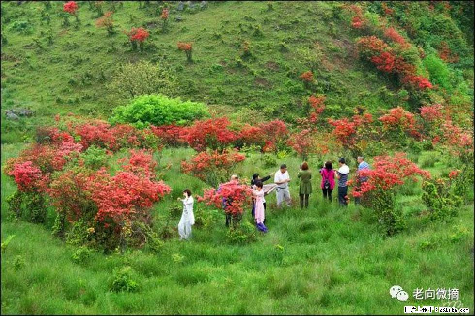 【春天，广西桂林灌阳县向您发出邀请！】宝盖山上映山红 - 游山玩水 - 安阳生活社区 - 安阳28生活网 ay.28life.net