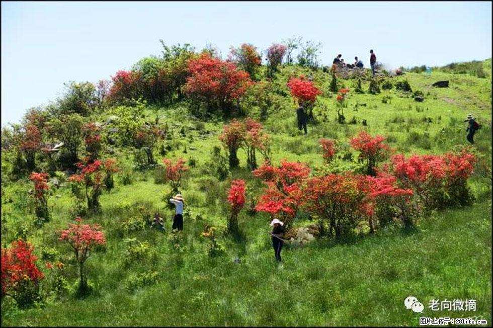【春天，广西桂林灌阳县向您发出邀请！】宝盖山上映山红 - 游山玩水 - 安阳生活社区 - 安阳28生活网 ay.28life.net