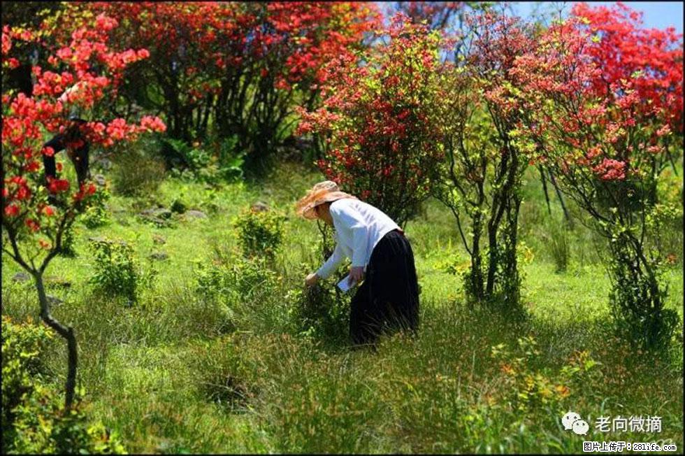 【春天，广西桂林灌阳县向您发出邀请！】宝盖山上映山红 - 游山玩水 - 安阳生活社区 - 安阳28生活网 ay.28life.net