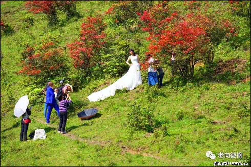 【春天，广西桂林灌阳县向您发出邀请！】宝盖山上映山红 - 游山玩水 - 安阳生活社区 - 安阳28生活网 ay.28life.net