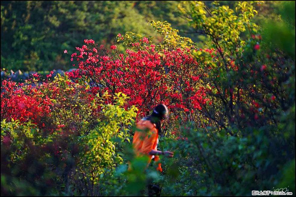 【春天，广西桂林灌阳县向您发出邀请！】春木界上映山红 - 游山玩水 - 安阳生活社区 - 安阳28生活网 ay.28life.net