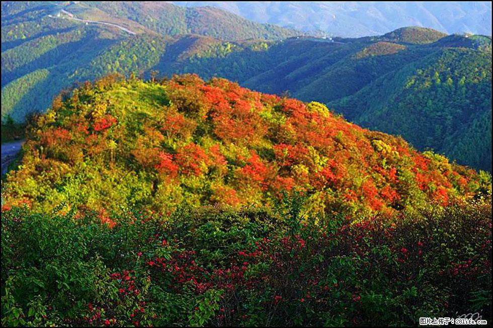 【春天，广西桂林灌阳县向您发出邀请！】春木界上映山红 - 游山玩水 - 安阳生活社区 - 安阳28生活网 ay.28life.net