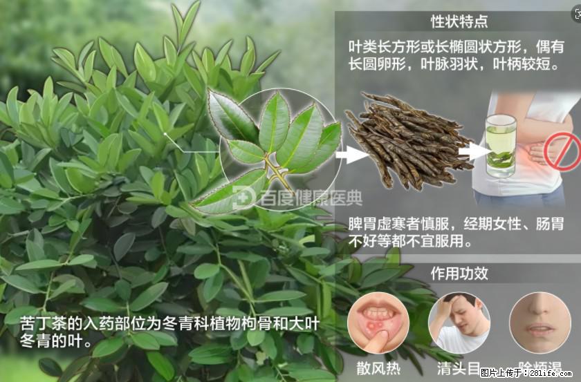 苦丁茶有哪些功效和作用 - 生活百科 - 安阳生活社区 - 安阳28生活网 ay.28life.net