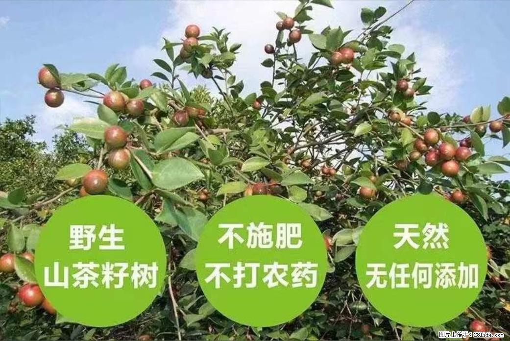 【灌阳县油茶产业示范区】一个有着充实的精神生活的人，对待身外之物自会有一种淡泊的态度 - 美食天地 - 安阳生活社区 - 安阳28生活网 ay.28life.net
