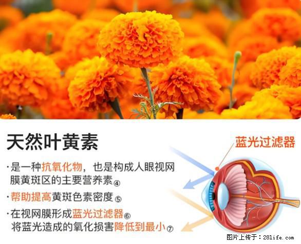 叶黄素有什么功效和作用 - 生活百科 - 安阳生活社区 - 安阳28生活网 ay.28life.net