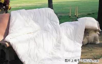 被子有异味？只要这样做，比晒太阳还强100倍！ - 家居生活 - 安阳生活社区 - 安阳28生活网 ay.28life.net