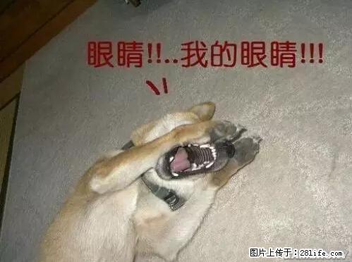 笑癫了！一女的怀孕三年未生，他终于忍不住了... - 娱乐八卦 - 安阳生活社区 - 安阳28生活网 ay.28life.net