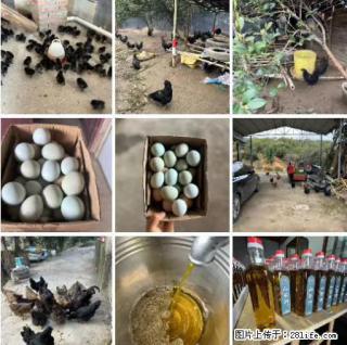 油茶园从小鸡仔开始养起的纯土鸡、土鸡蛋可以预定啦！还有前几天刚榨的纯山茶油哦 - 安阳28生活网 ay.28life.net