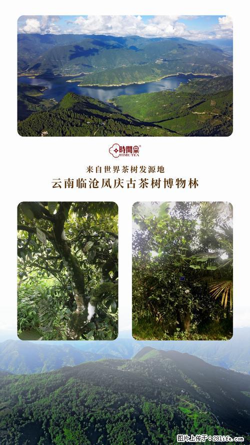 时间果百年古树2025年春红茶 - 购物交流 - 安阳生活社区 - 安阳28生活网 ay.28life.net