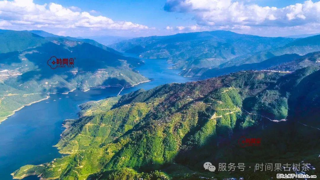 时间果百年古树龙珠普洱生茶 - 购物交流 - 安阳生活社区 - 安阳28生活网 ay.28life.net