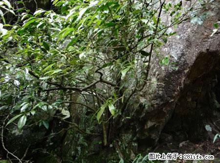 平乐石崖茶，珍贵仅次于金花茶 - 安阳生活资讯 - 安阳28生活网 ay.28life.net