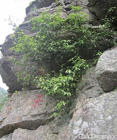 平乐石崖茶，珍贵仅次于金花茶 - 安阳生活资讯 - 安阳28生活网 ay.28life.net