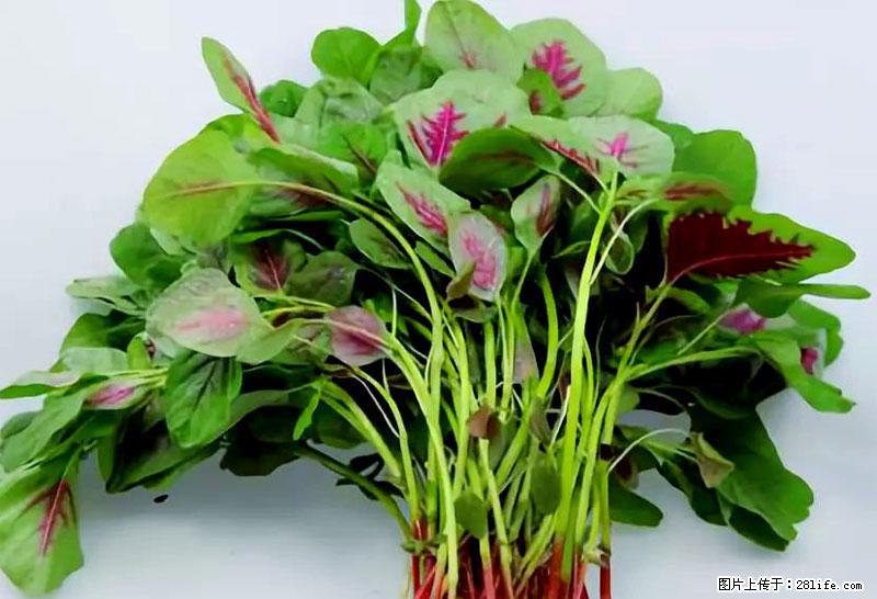 这些蔬菜是“天然钙片”，这6种被医生重点推荐 - 安阳生活资讯 - 安阳28生活网 ay.28life.net