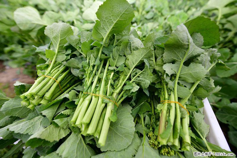 这些蔬菜是“天然钙片”，这6种被医生重点推荐 - 安阳生活资讯 - 安阳28生活网 ay.28life.net
